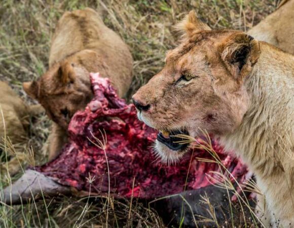 7 Days Kenya Safari Adventure (Accommodation at Sarova Panafric Hotel, Sopa Lodges & Sawela Lodges)