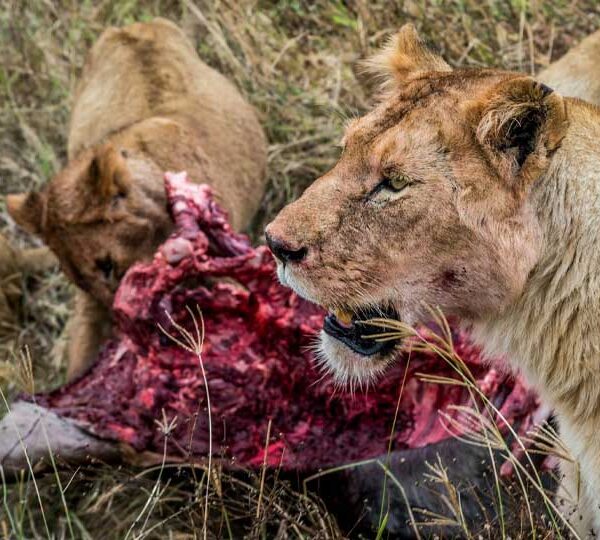 7 Days Kenya Safari Adventure (Accommodation at Sarova Panafric Hotel, Sopa Lodges & Sawela Lodges)