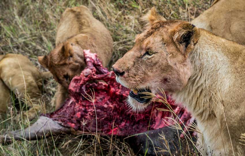 Masai Mara Game Drive