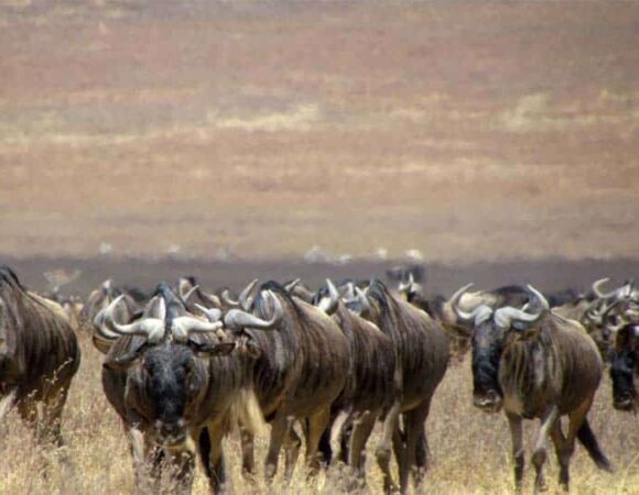 6-Day Luxury Safari: The Big Five & Maasai Culture